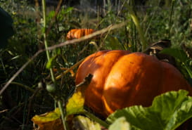 ESCAPE GAME D'HALLOWEEN À LA FERME