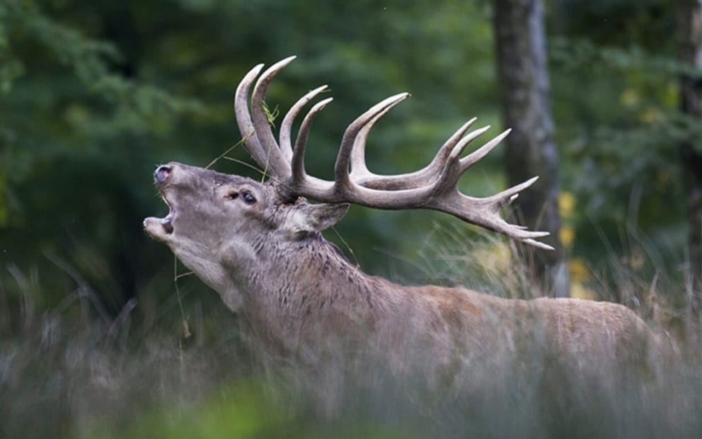 THE BELLOWING OF THE STAG AT THE SAINTE-CROIX ANIMAL PARK