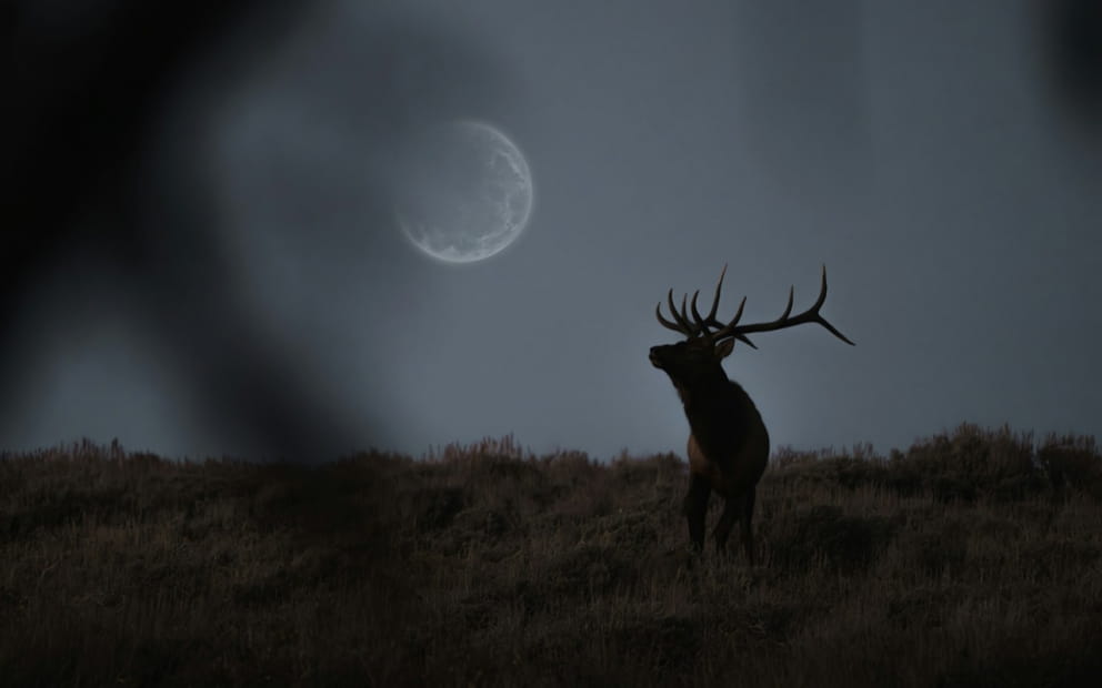 DEER BLEEPING EVENT AT PARC SAINTE CROIX