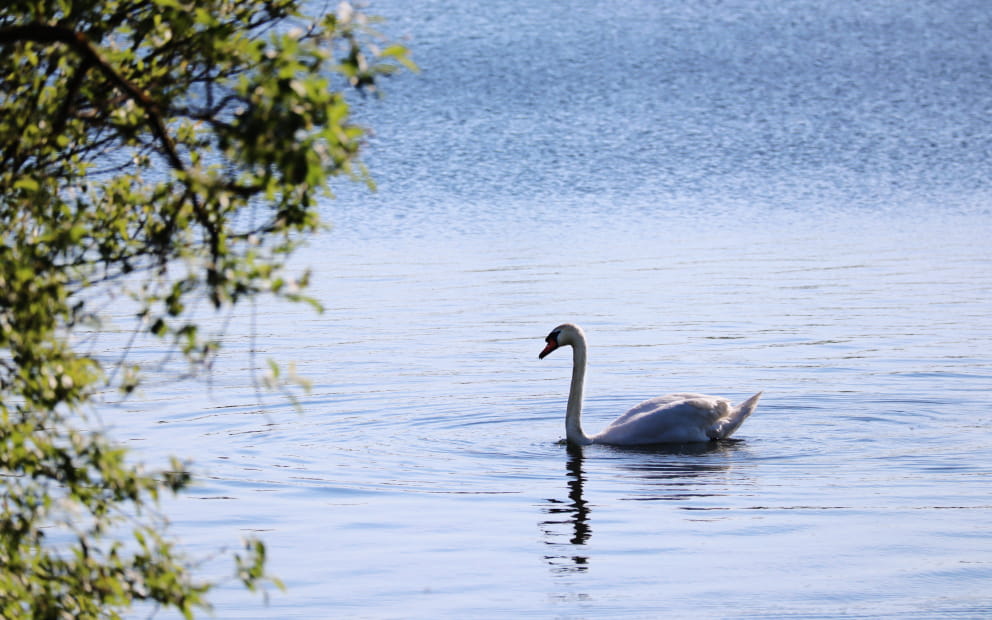 TEICH VON GONDREXANGE