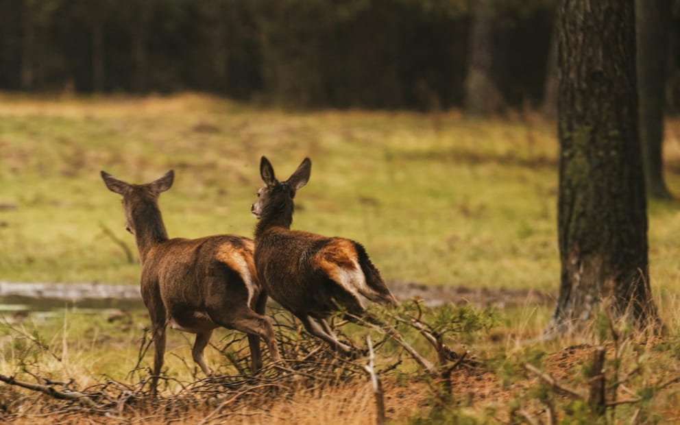 MORNING VISIT OF THE STAG BELLOW IN THE PARK OF LA SAINT CROIX